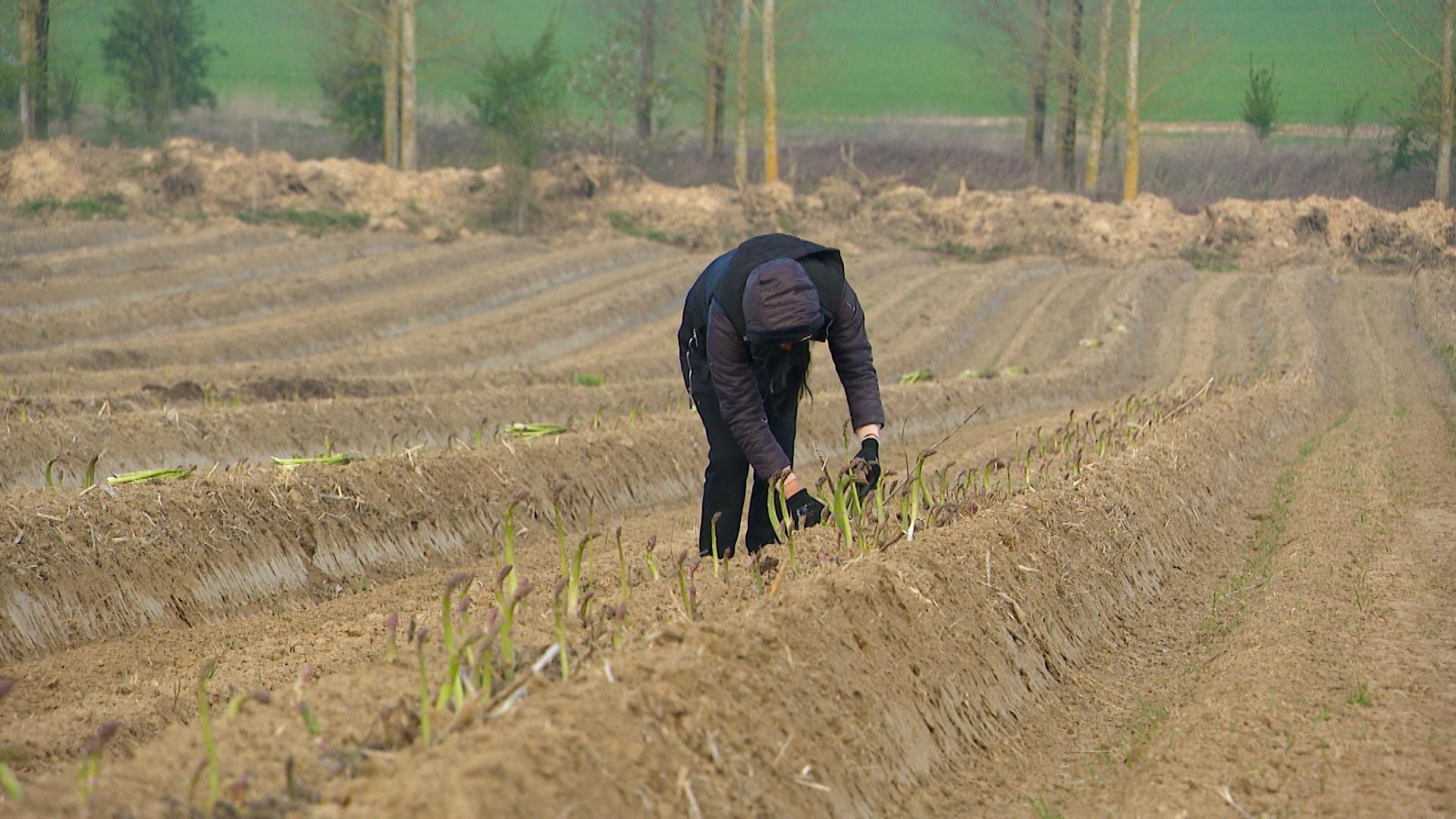 La saison des asperges vertes a démarré à Rosoux