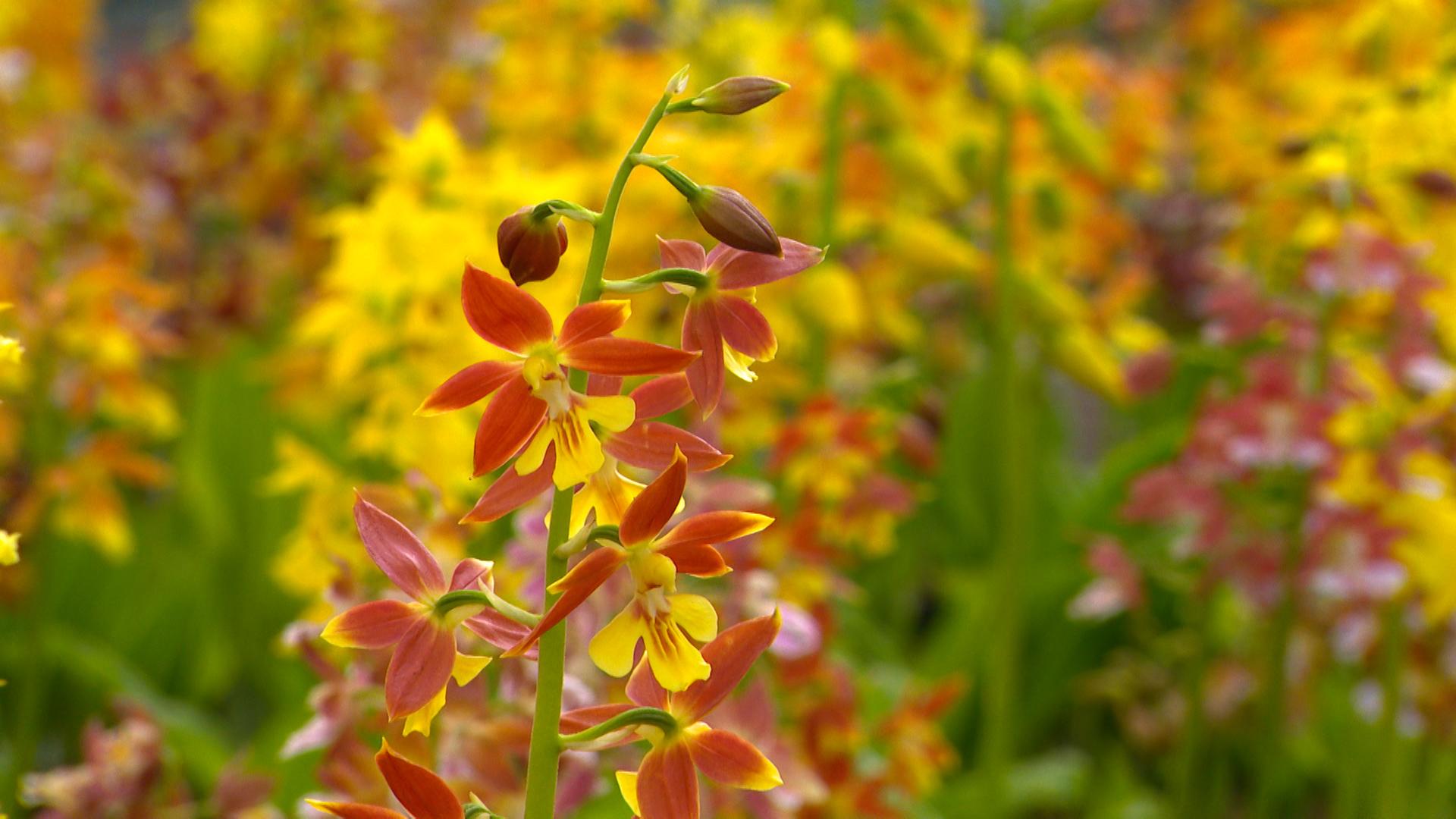 Hortidécouvertes ce week-end