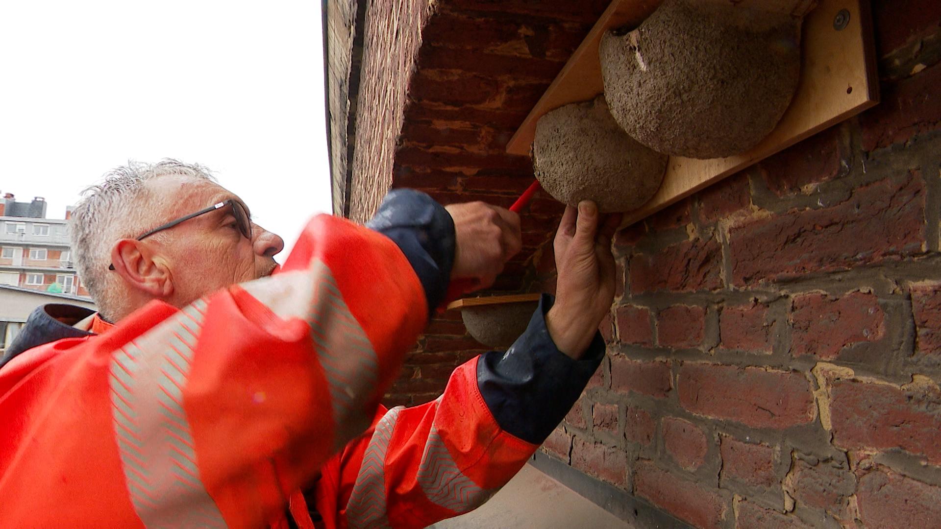 A Liège, on se prépare au retour des hirondelles de fenêtre