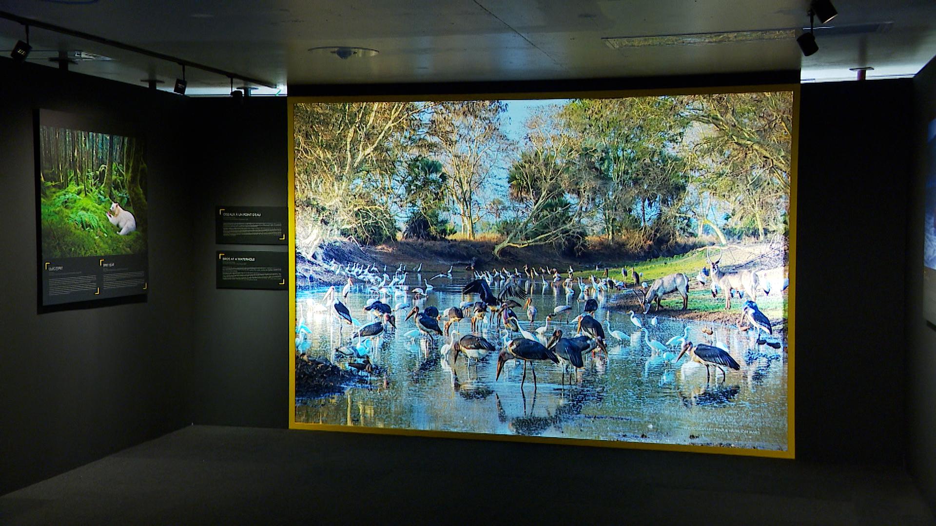 Exposition National Geographic à Liège-Guillemins