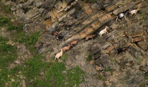 Disparition de chèvres à la Heid des Gattes
