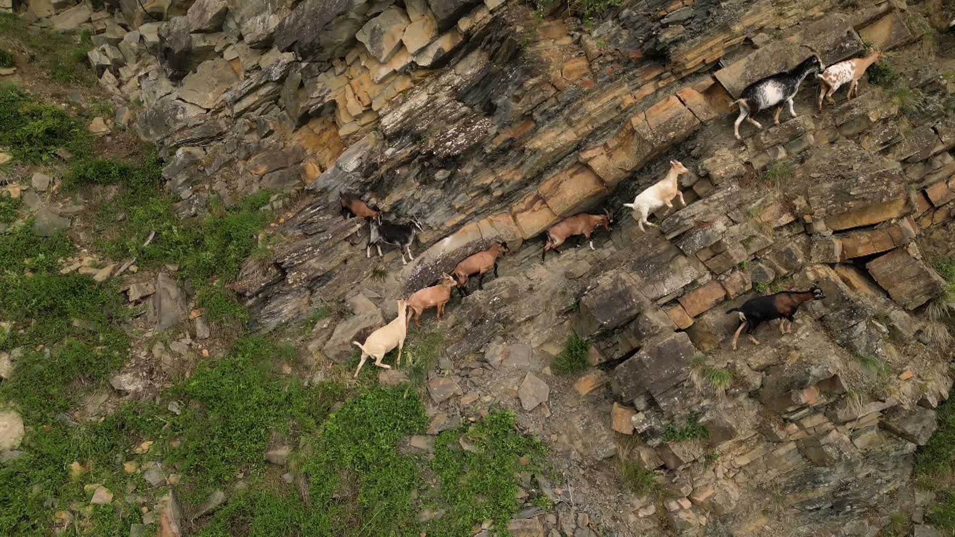 Disparition de chèvres à la Heid des Gattes