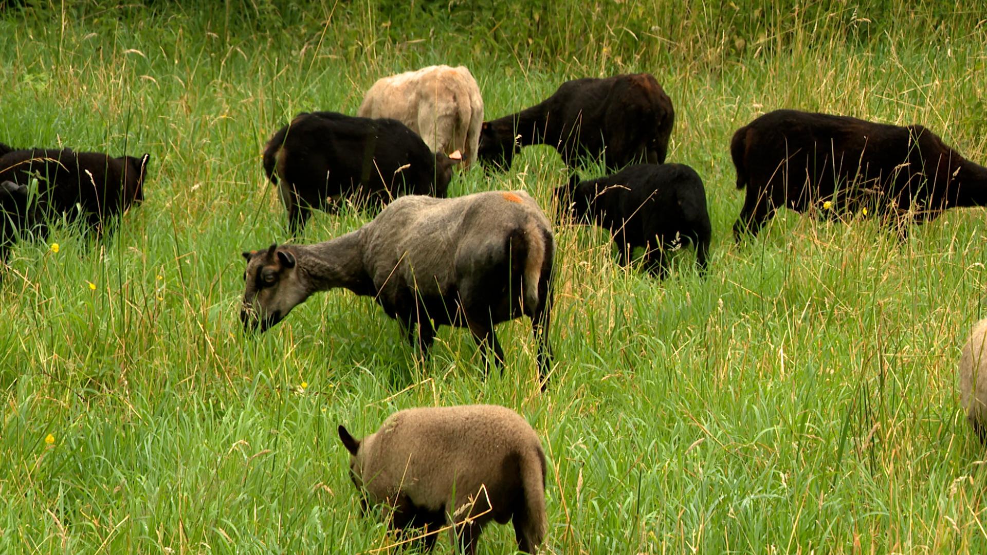 Les moutons en mission, 10 ans d'éco-pâturage à la CILE