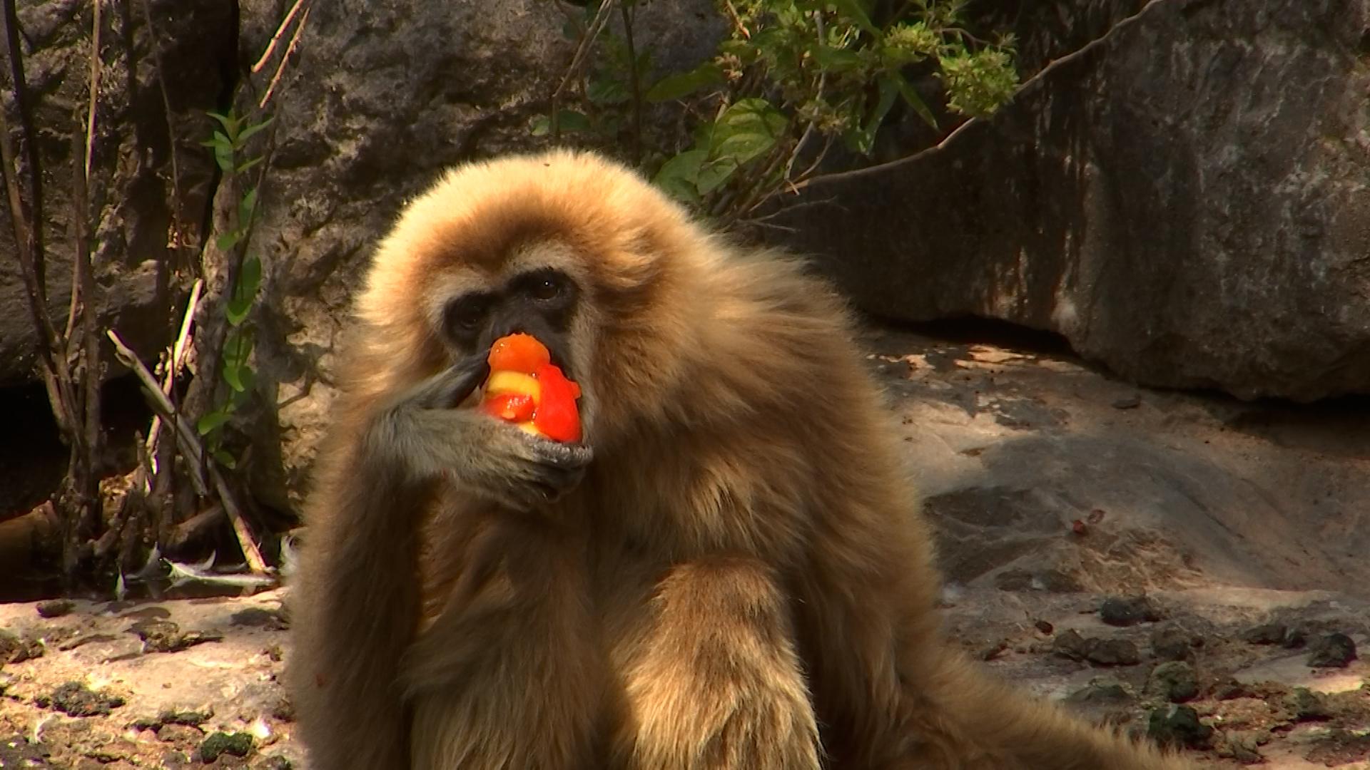 Glacons au fruits pour les animaux du Monde sauvage