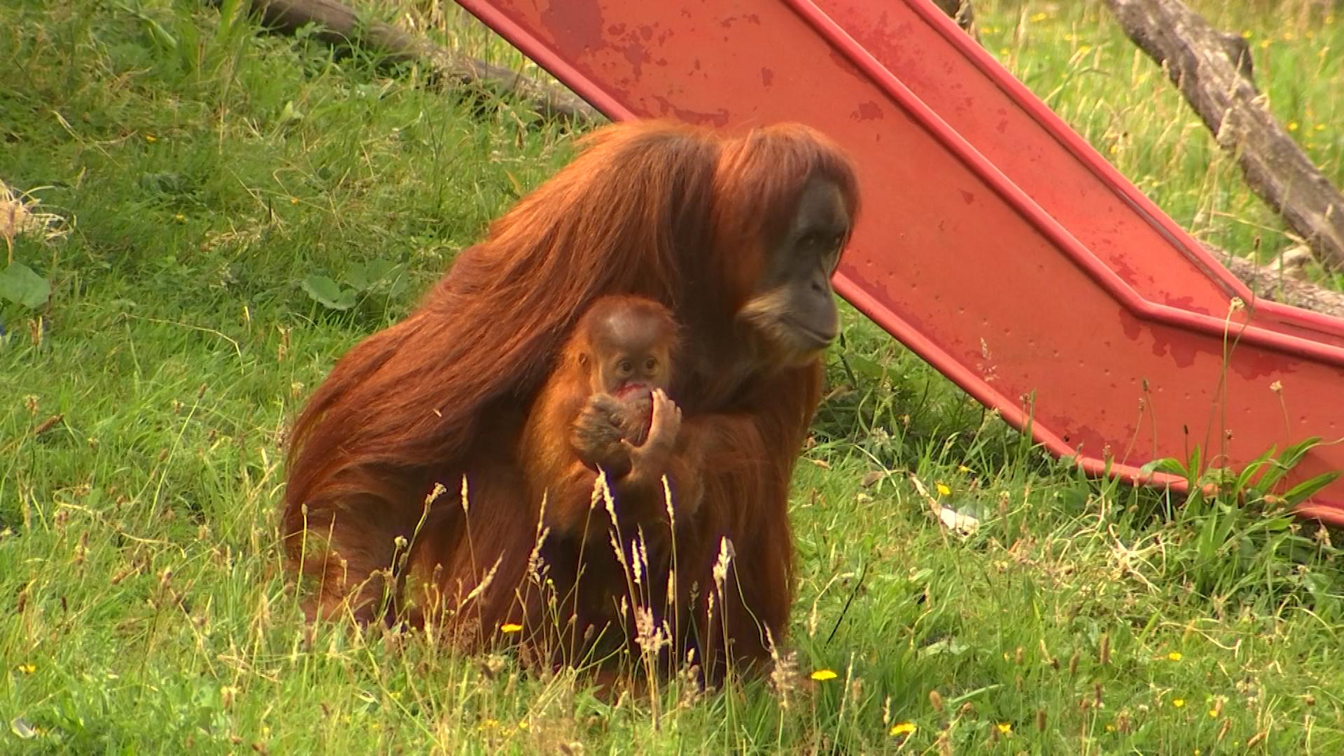 Monde sauvage : reproduction contrôlée, bébés suivis