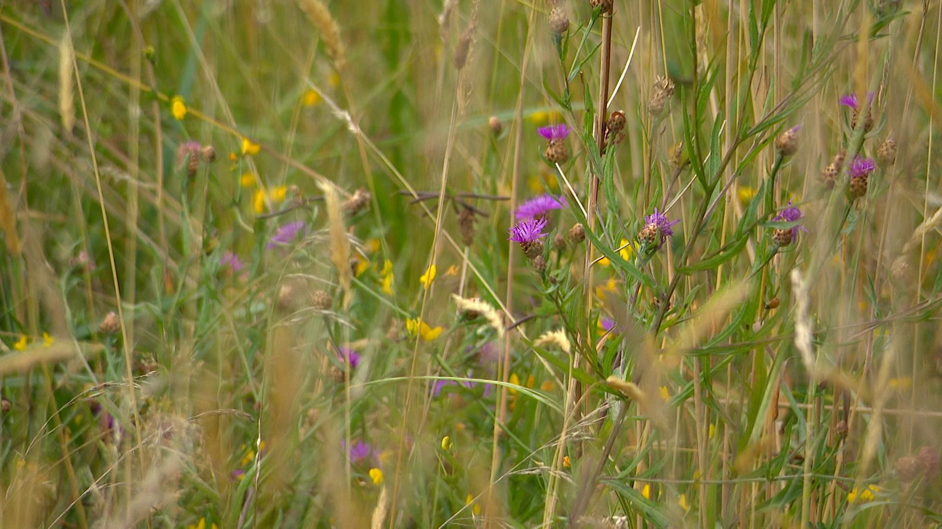 La plus belle prairie de Wallonie à Filot?