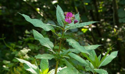 Le contrat de rivière Meuse aval élimine la balsamine de l'Himalaya