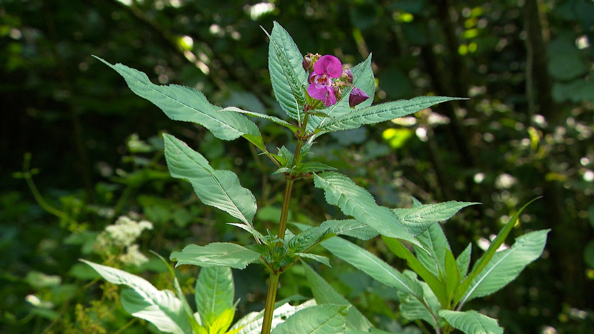 Le contrat de rivière Meuse aval élimine la balsamine de l'Himalaya