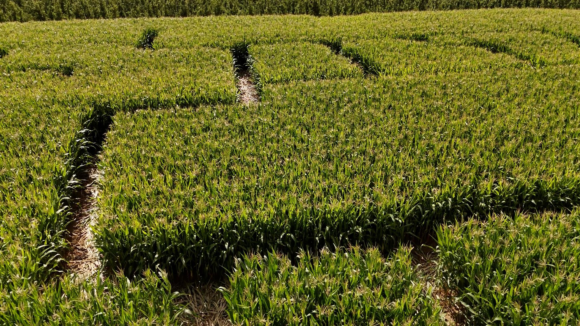 Le Labyrinthe de Hannut va rouvrir ses portes