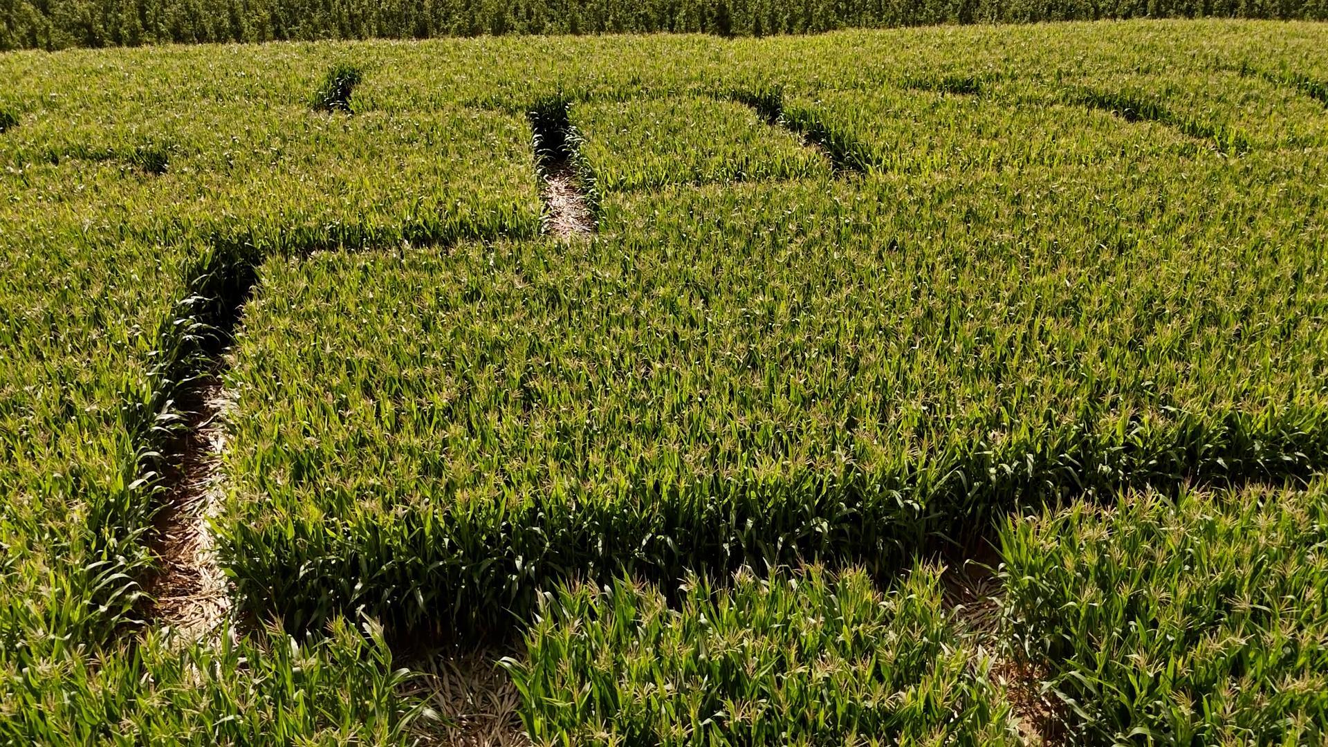 Le Labyrinthe de Hannut va rouvrir ses portes