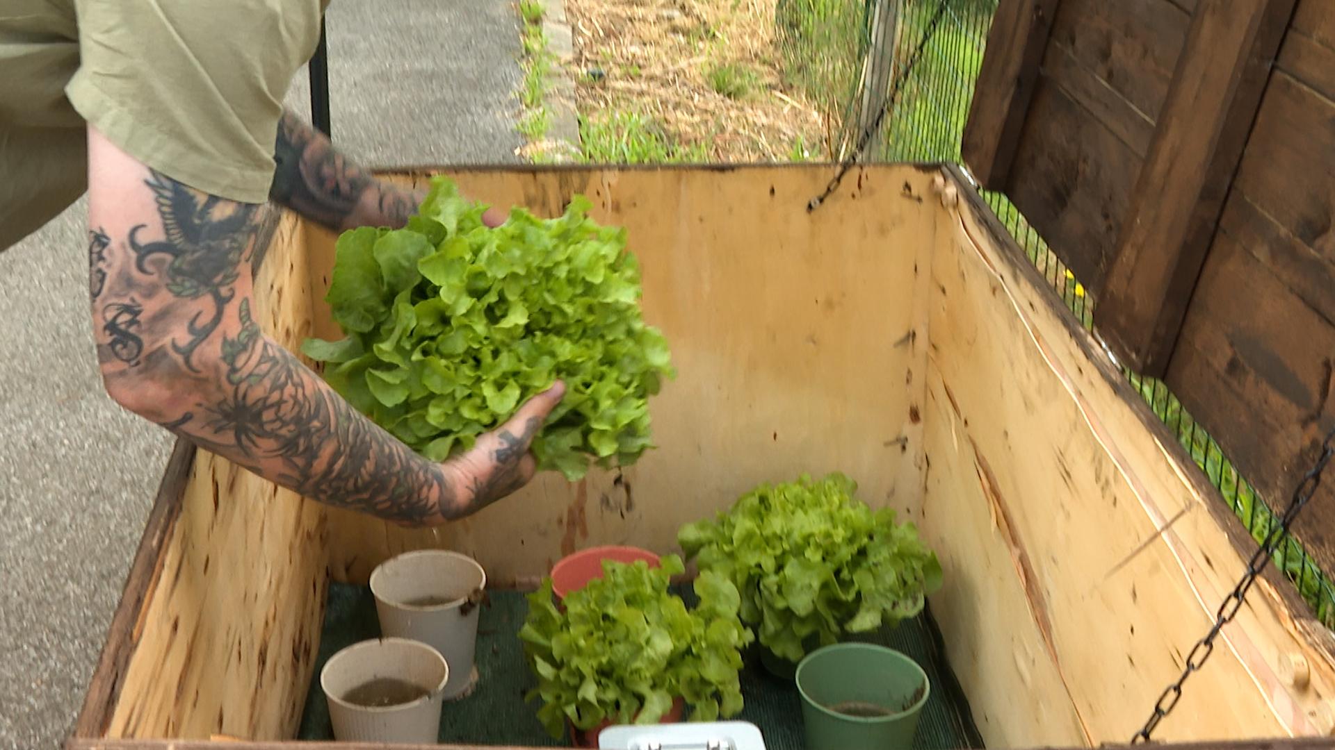 À Oupeye, des légumes en libre-service en échange d'un euro