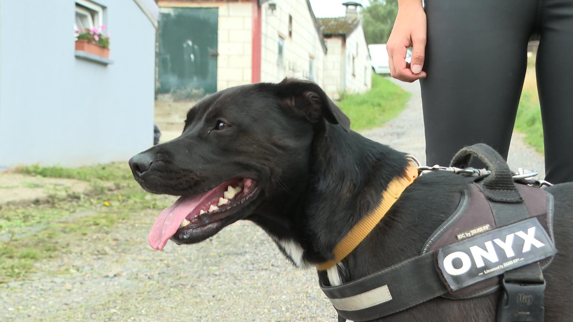 Refuge pour animaux : Animal Sans Logis