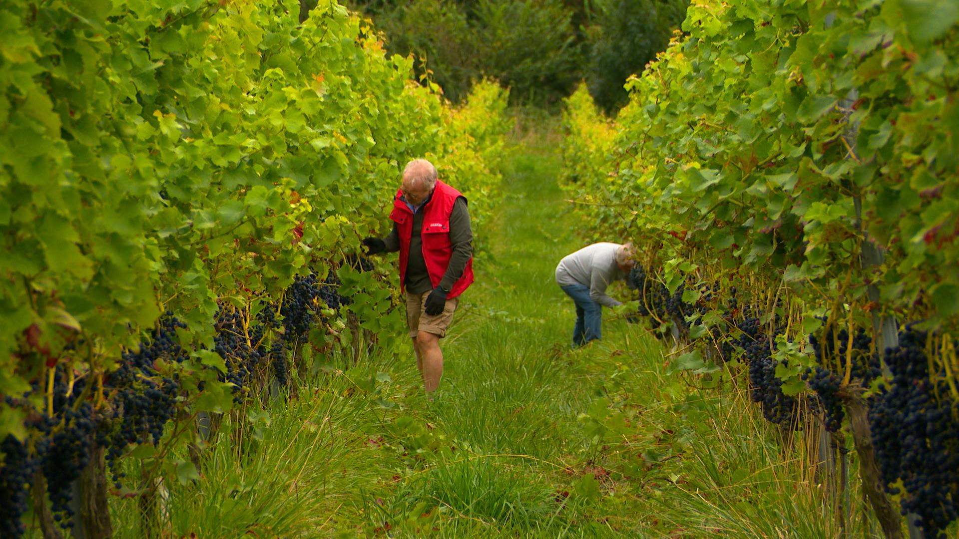 Début des vendanges ce lundi 25 août à Oupeye