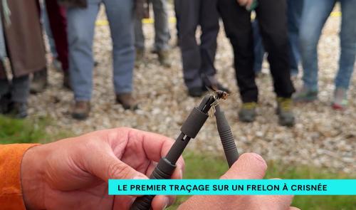 Le premier traçage GPS sur un frelon à Crisnée