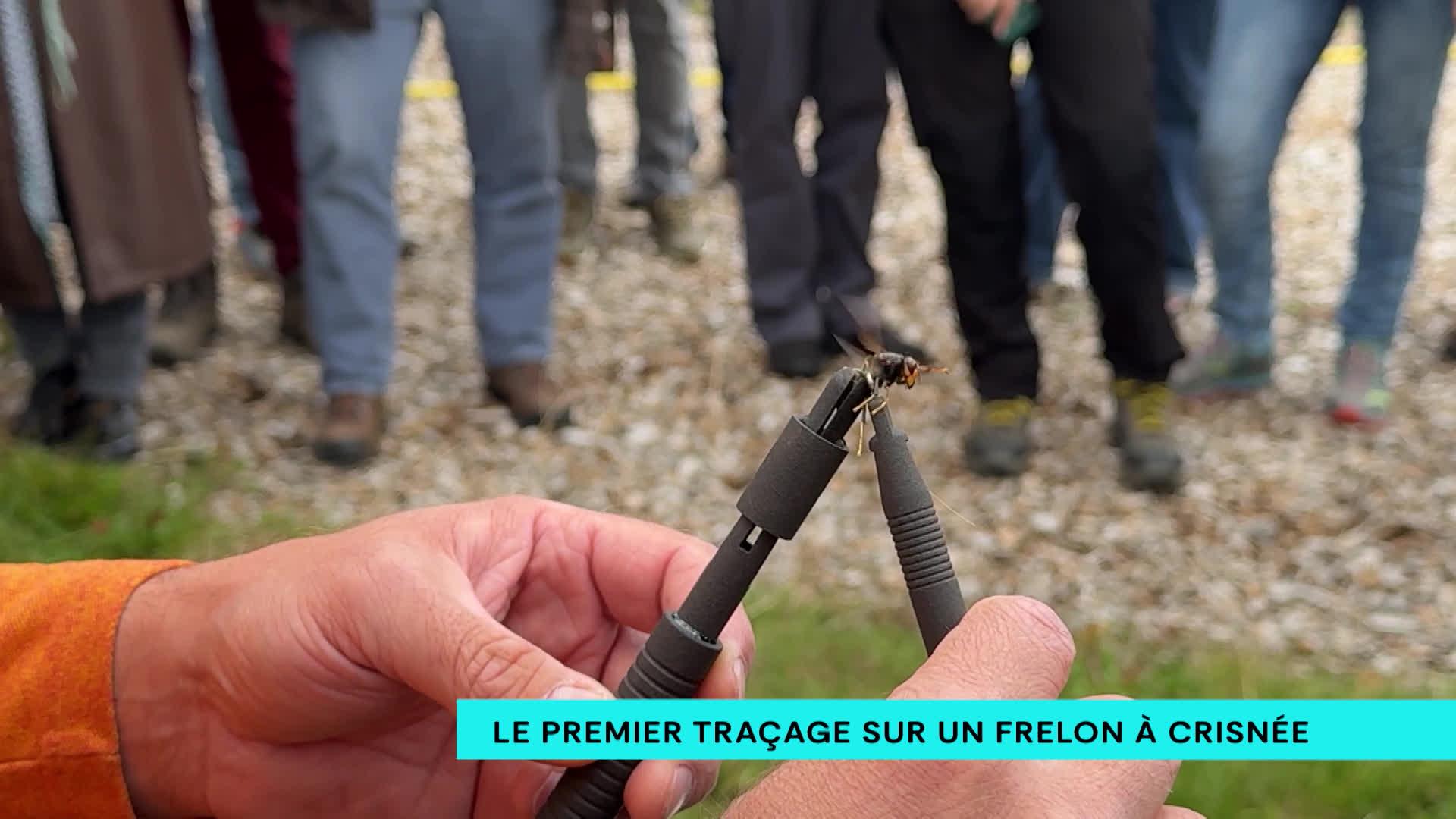 Le premier traçage GPS sur un frelon à Crisnée