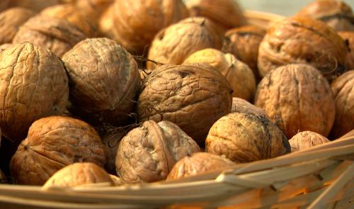 La récolte de noix s'annonce exceptionnelle