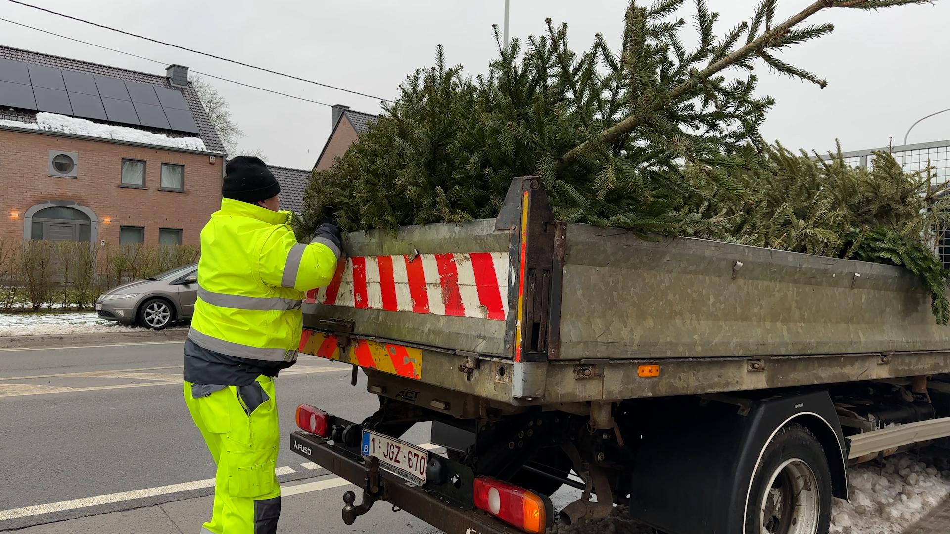 2.500 kg de sapins ramassés à Crisnée