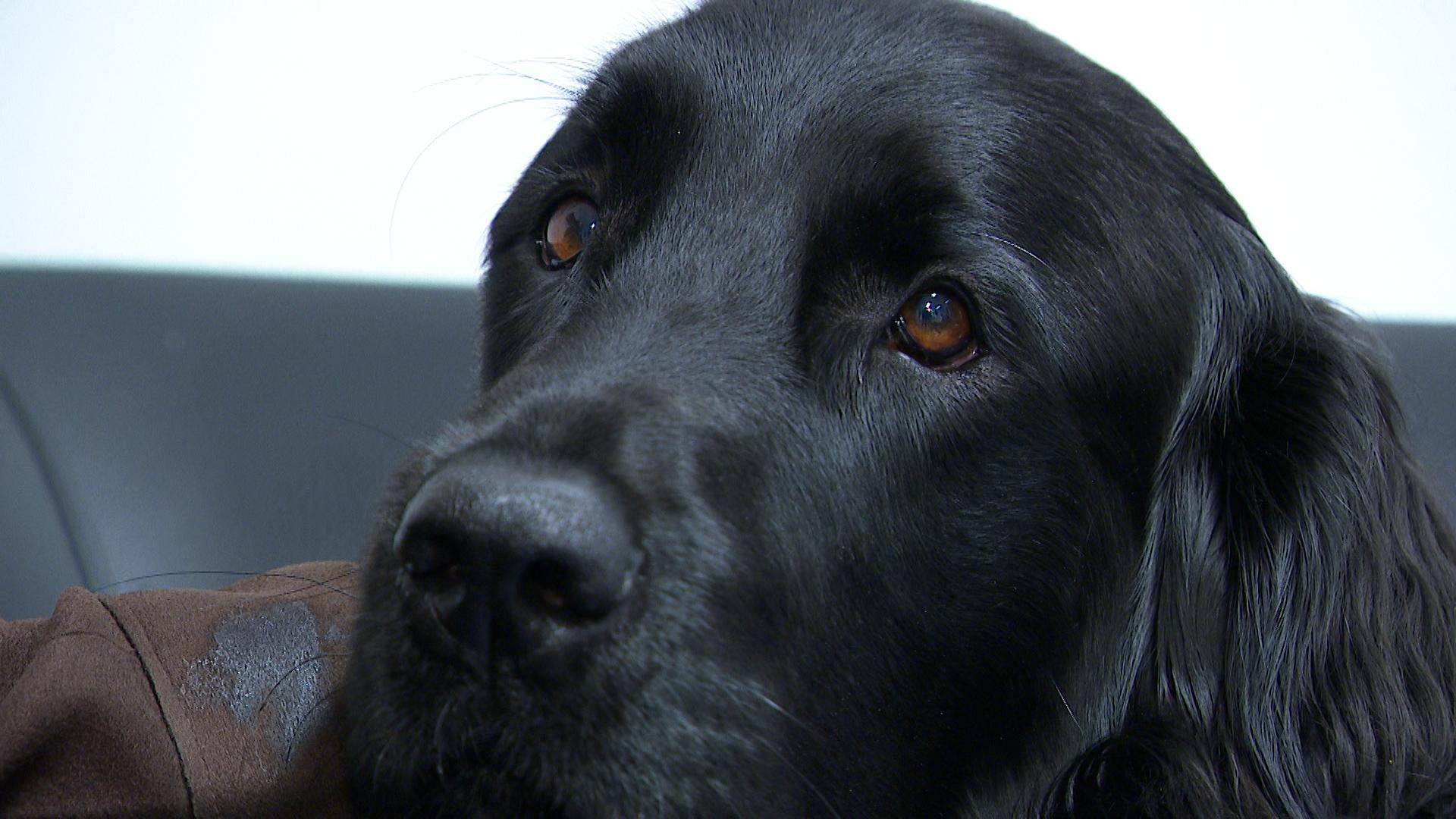 Un chien d'assistance judiciaire vient renforcer la zone de police Beyne-Fléron-Soumagne