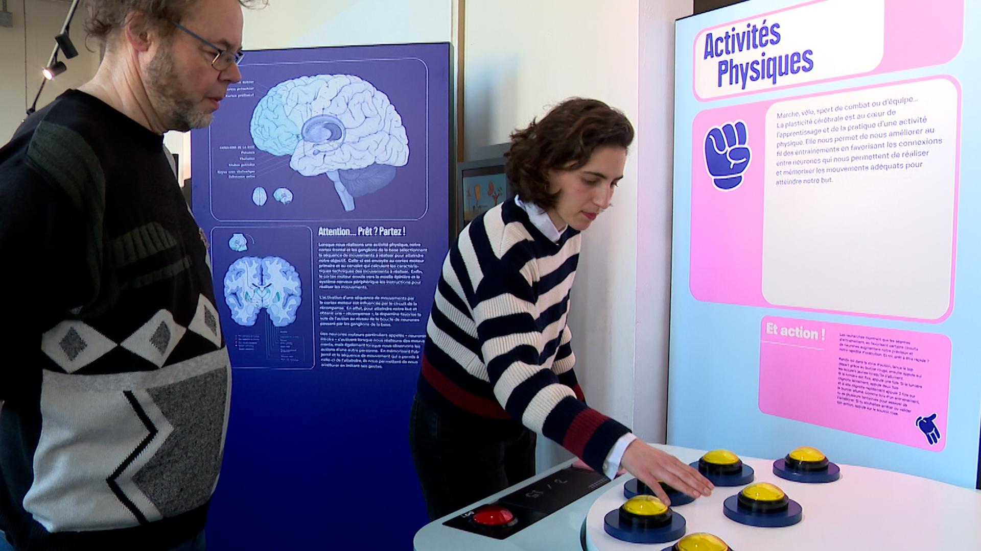 Une exposition sur le cerveau à la Maison de la Science