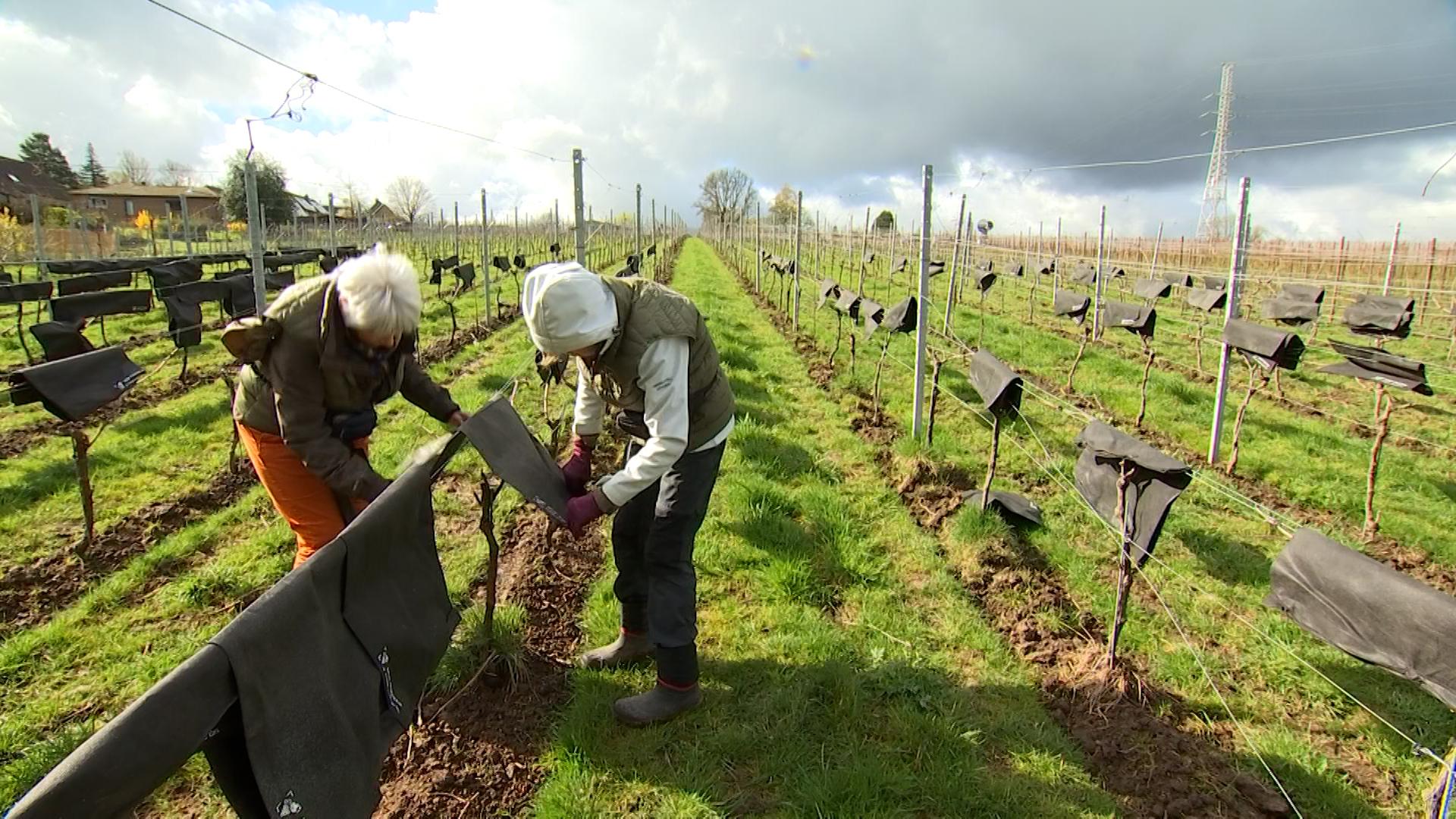 Gel: les viticulteurs sur le pied de guerre