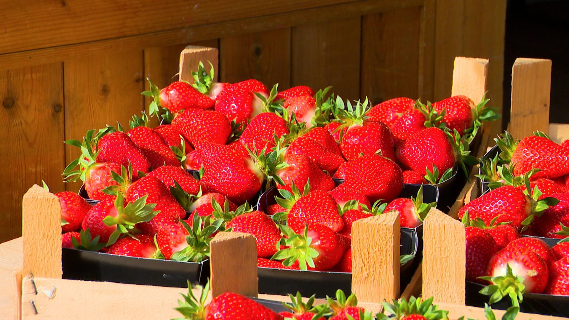 La saison des fraises a démarré avec un peu d'avance