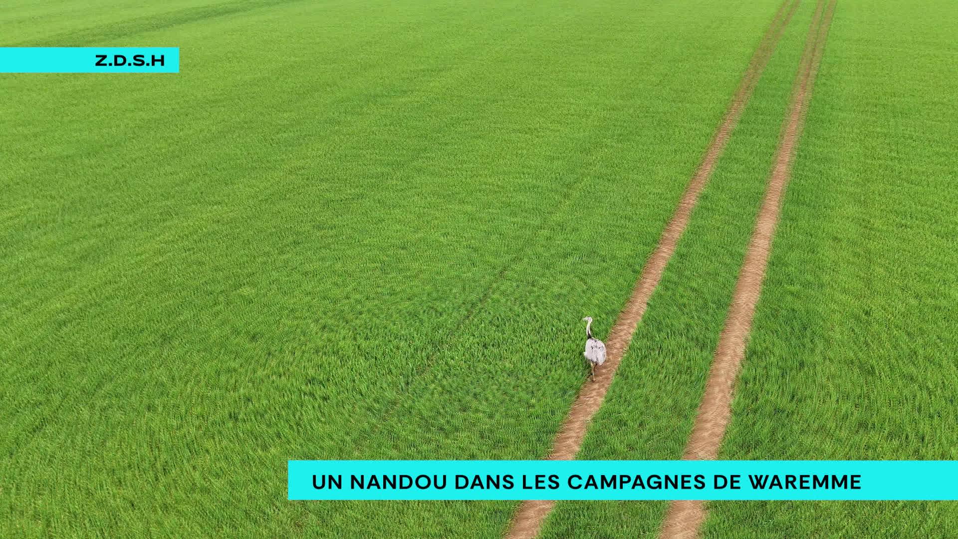 Un nandou en liberté dans la campagne waremmienne