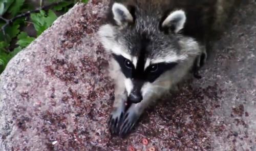 Une trentaine de ratons laveurs capturés à Chaudfontaine