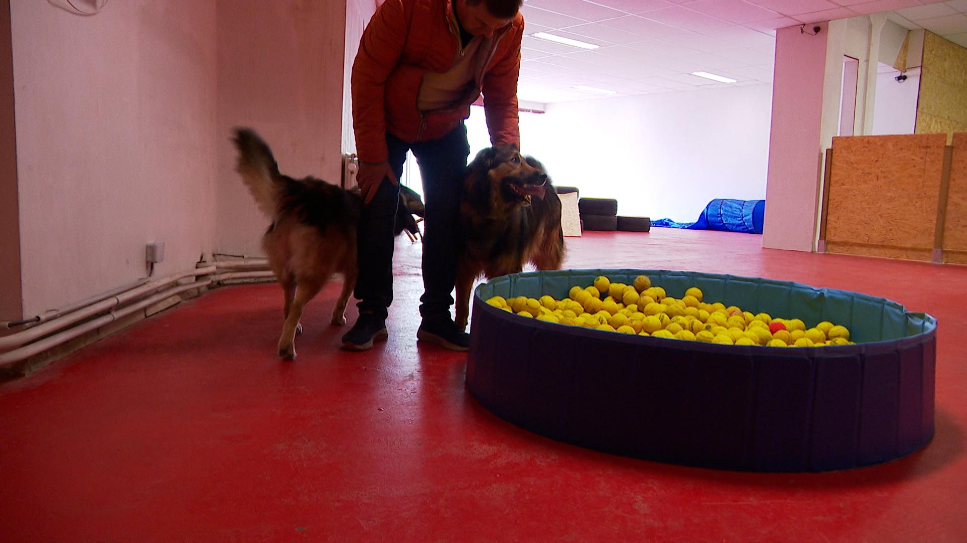 Temps de chien: plaine de jeux indoor à Flémalle