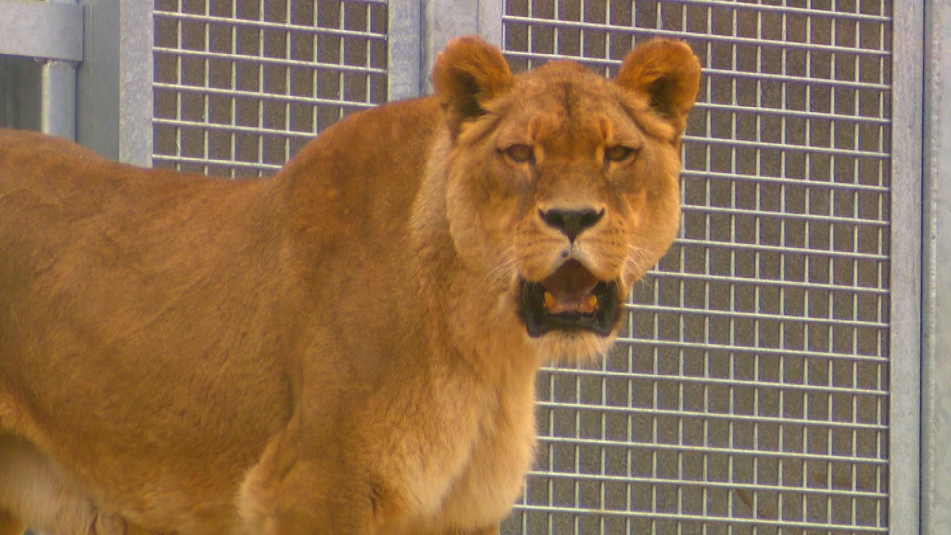 Monde sauvage : un nouvel espace pour les lions