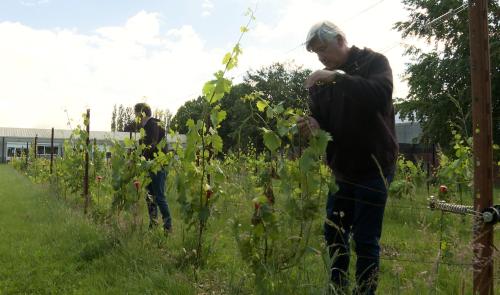 Du Chardonnay au vignoble expérimental de la Province de Liège