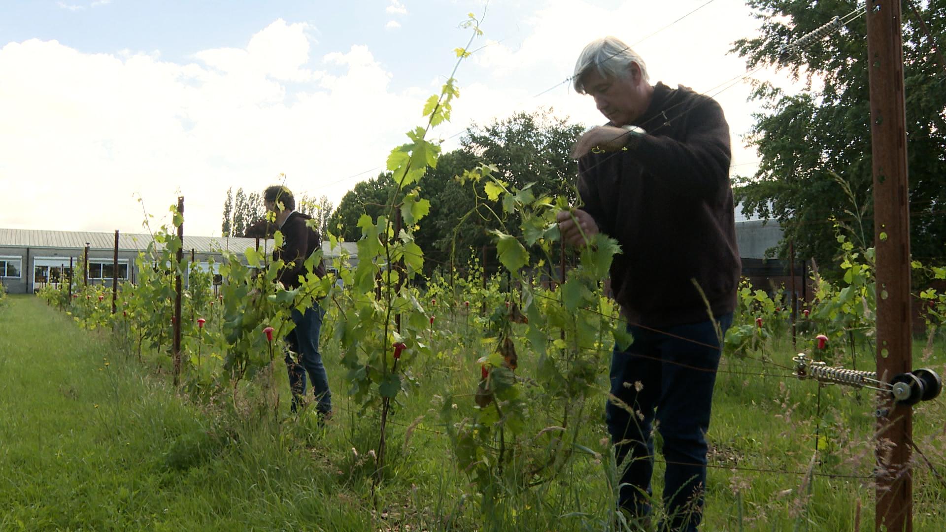 Du Chardonnay au vignoble expérimental de la Province de Liège