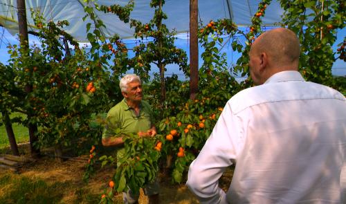 Bientôt la récolte des abricots wallons