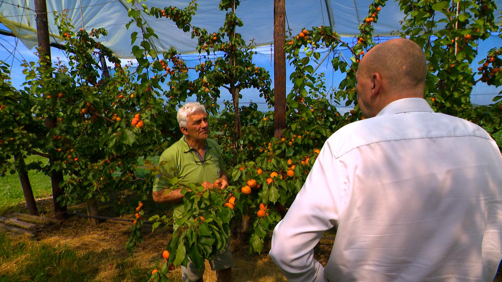 Bientôt la récolte des abricots wallons