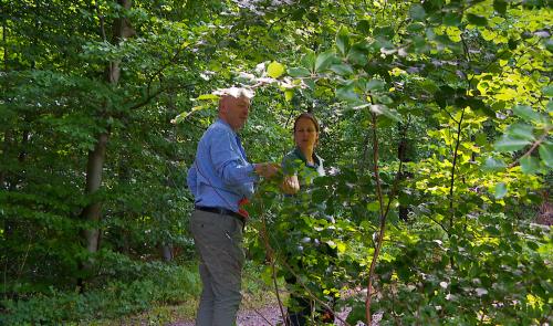 Des forêts adaptées aux changements climatiques