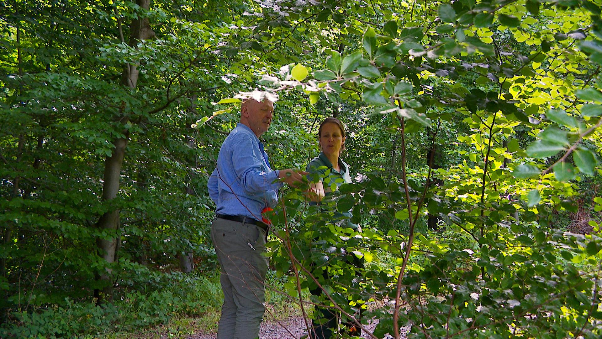 Des forêts adaptées aux changements climatiques