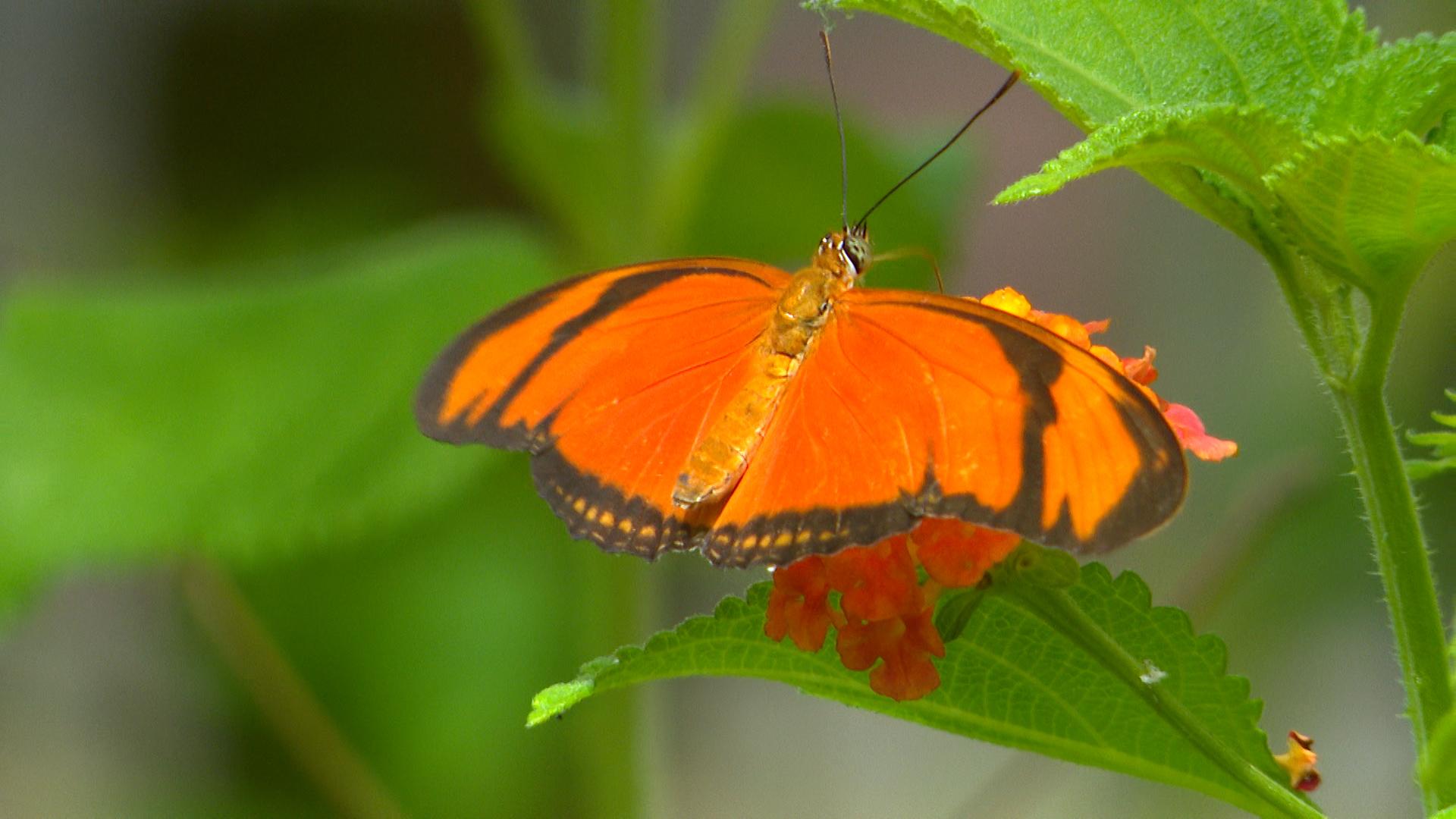 Des papillons en liberté à découvrir à l'Observatoire du monde des Plantes