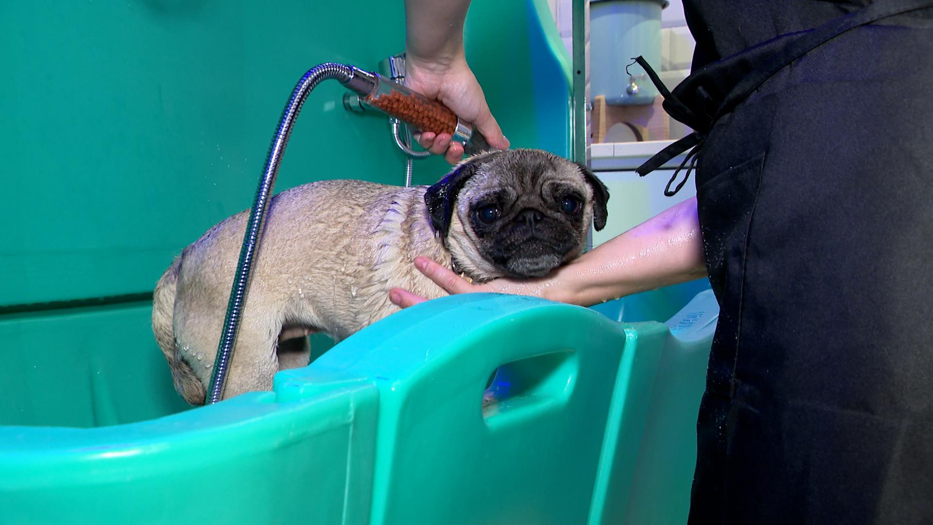 Niche Ta Mère: un dog wash en plein centre-ville
