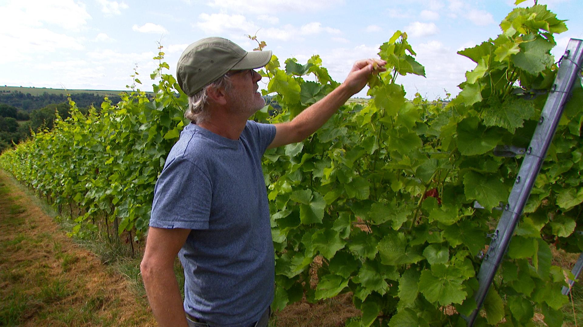 Sécheresse : entre défis et opportunités pour les vignes de la région