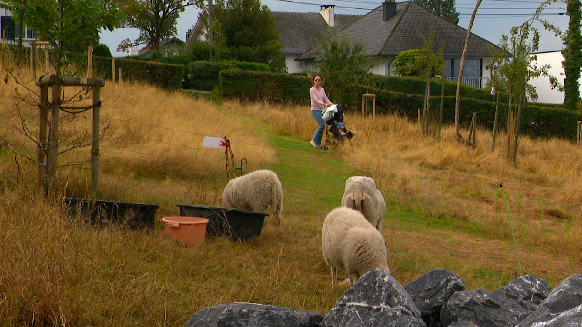 À Chaudfontaine, les moutons remplacent les tondeuses