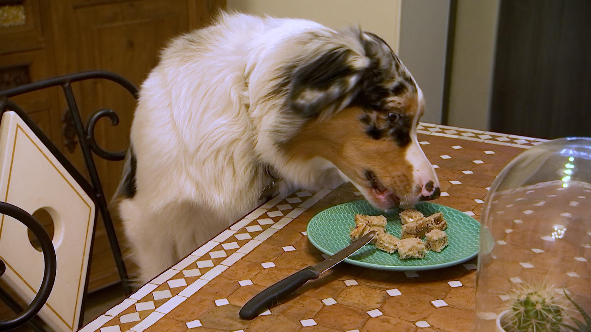 Trucs de Wouf: chien voleur, comment l'éviter ?