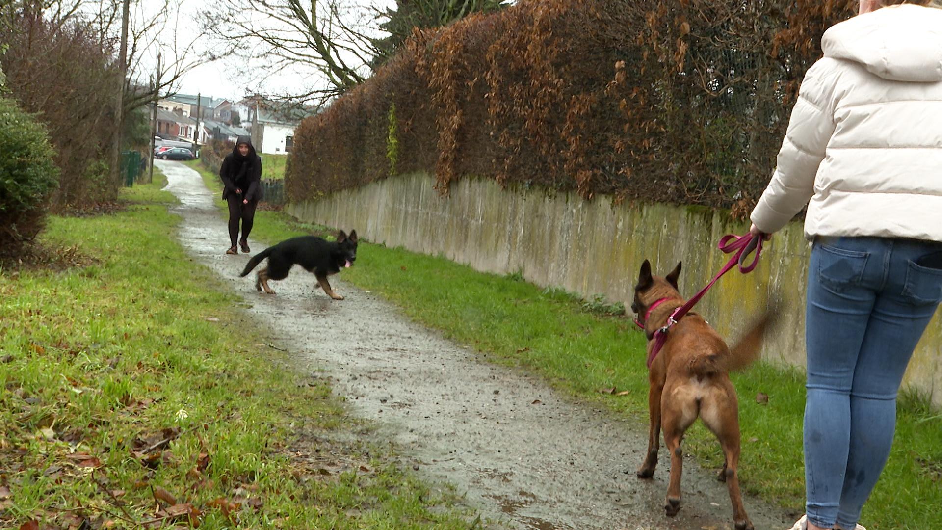 La dépendance chez le chien