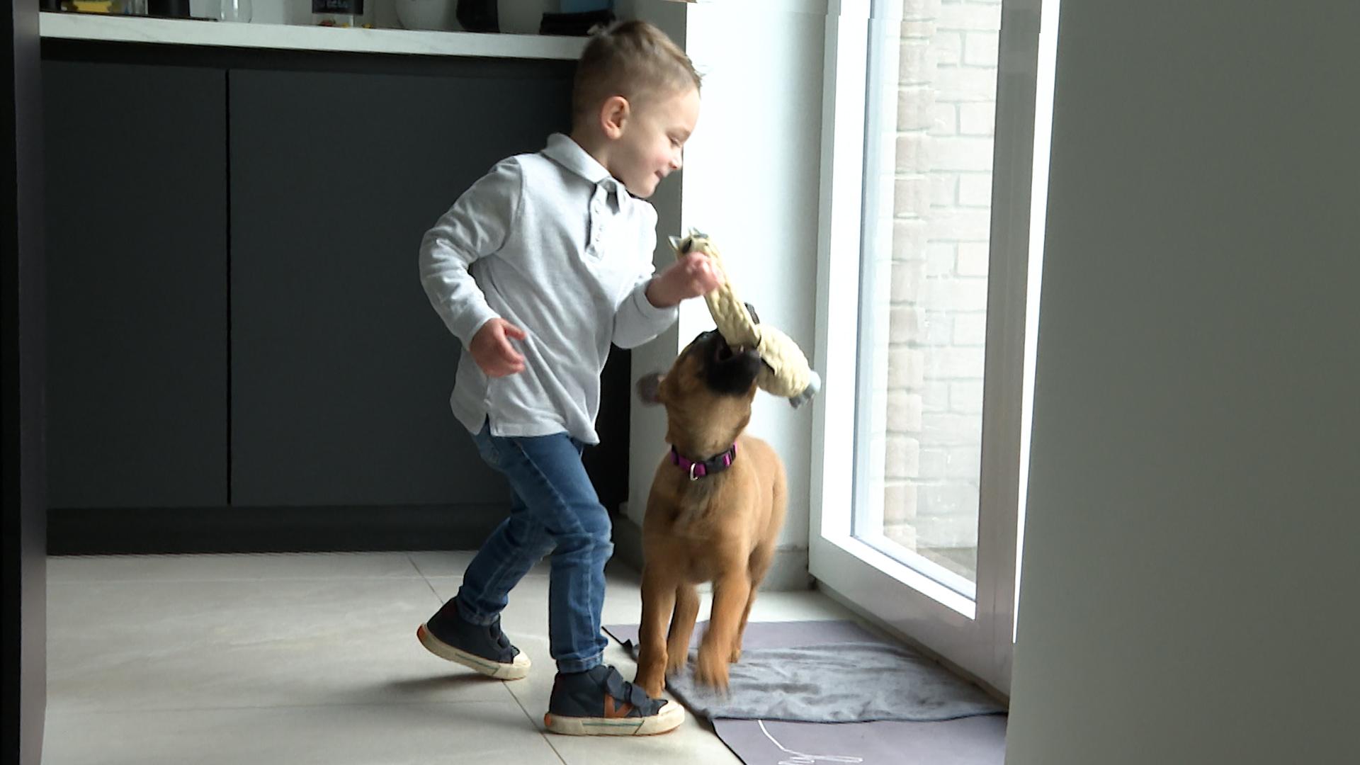 Les interactions entre une chiot malinois et un enfant