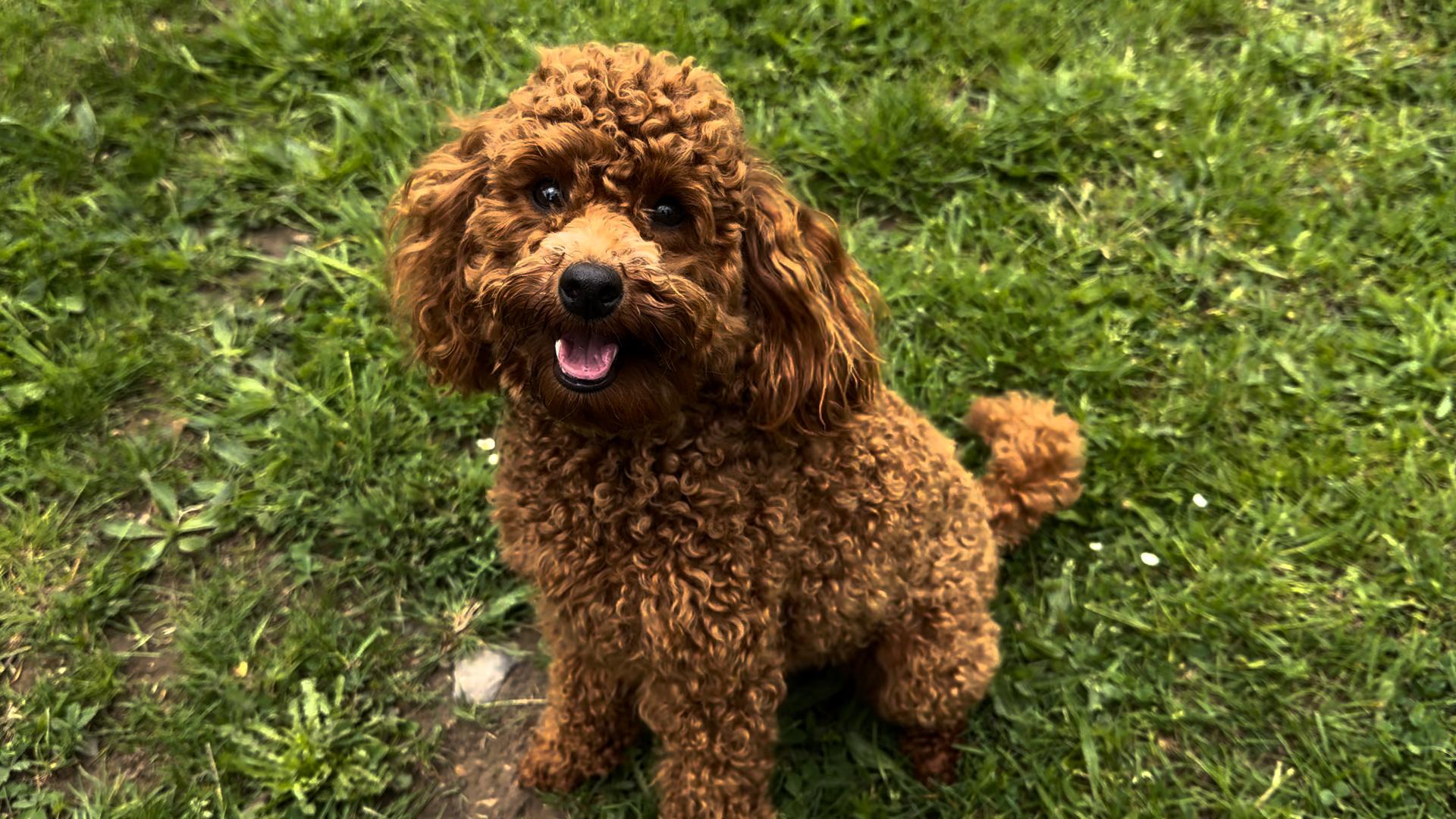 Le caniche