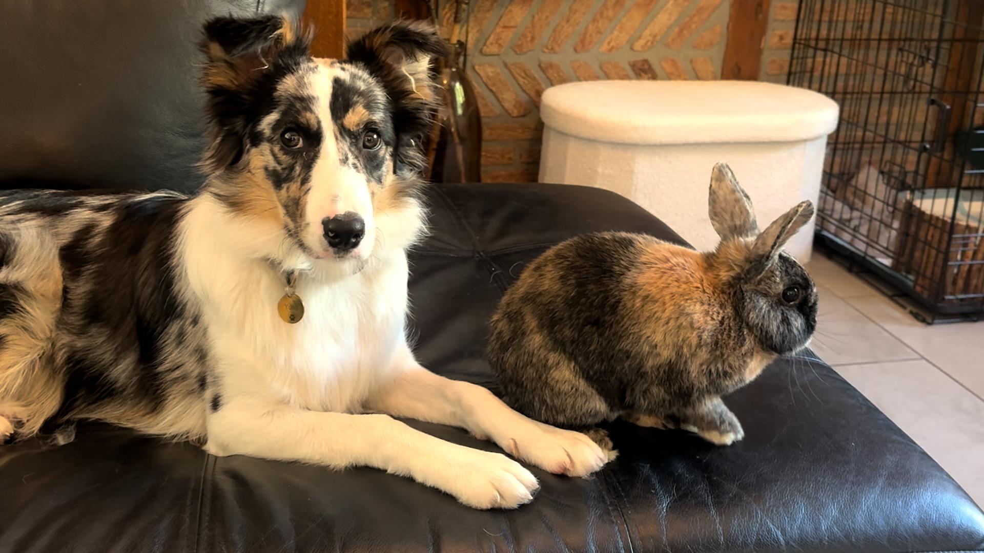 La cohabitation avec un lapin