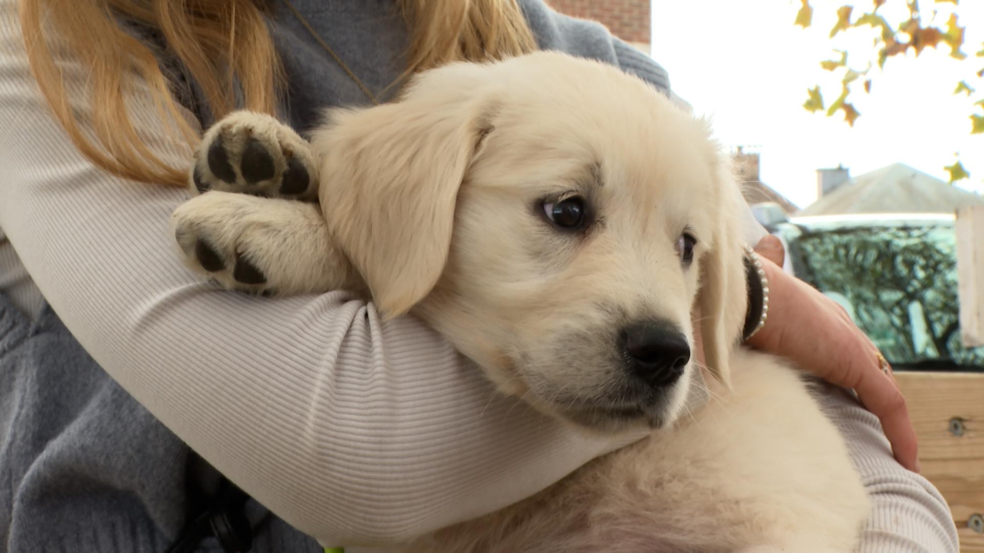 3 conseils pour accompagner son chiot