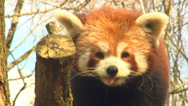 Monde Sauvage : " on ne rognera pas sur les soins aux animaux"…