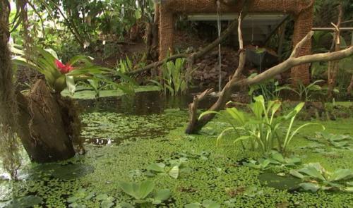 Un air de forêt amazonienne au Sart Tilman