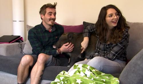 Oréo: un micro cochon en appartement