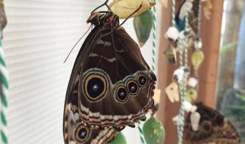 Papillons en liberté à l'Observatoire du monde des plantes