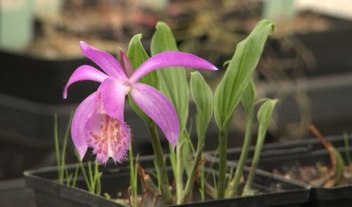Phytesia, berceau mondial des orchidées vivaces